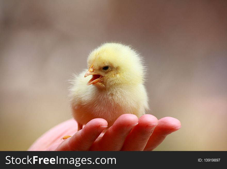 A small chick on the palm