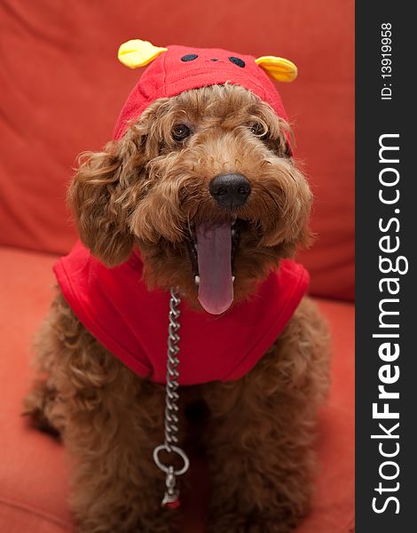 Little brown, toy poodle in red yellow costume, facing forward with its tongue out. Little brown, toy poodle in red yellow costume, facing forward with its tongue out.