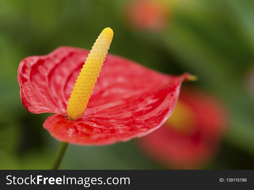 Red anthurium flower