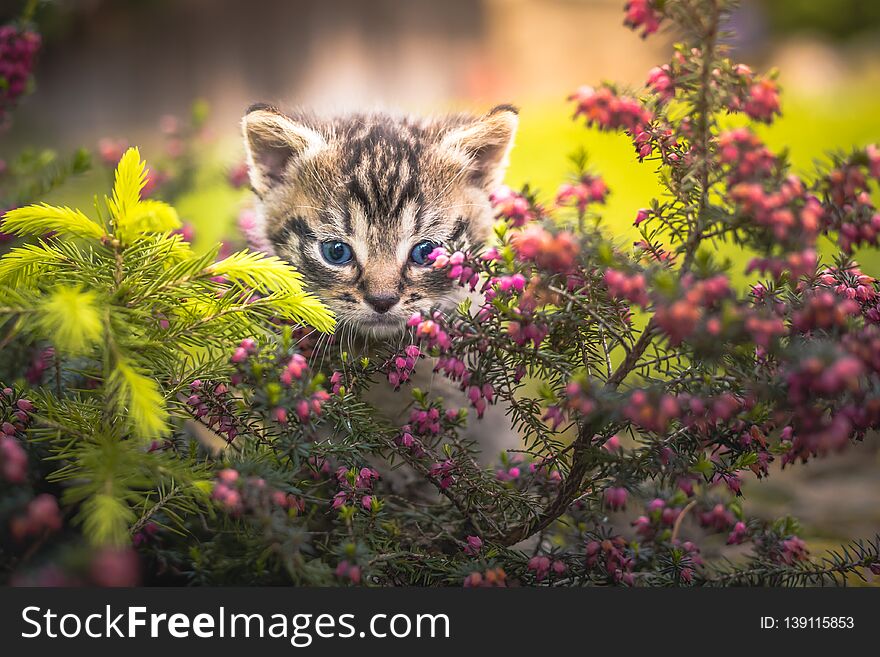 Cute little kitten hiding in the bushes.