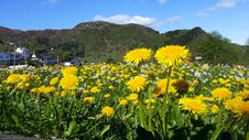 Spring Landscape With Dandelions And Cuckoo Flowers In The Meadow Stock Photos Spring Landscape With Dandelions And Cuckoo Flowers In The Meadow Stock Photos