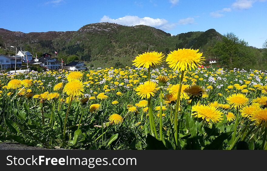 Image of dandelions and cuckoo flowers blooming in the Spring at Nyborg in Bergen, Hordaland County, Norway. Image of dandelions and cuckoo flowers blooming in the Spring at Nyborg in Bergen, Hordaland County, Norway.