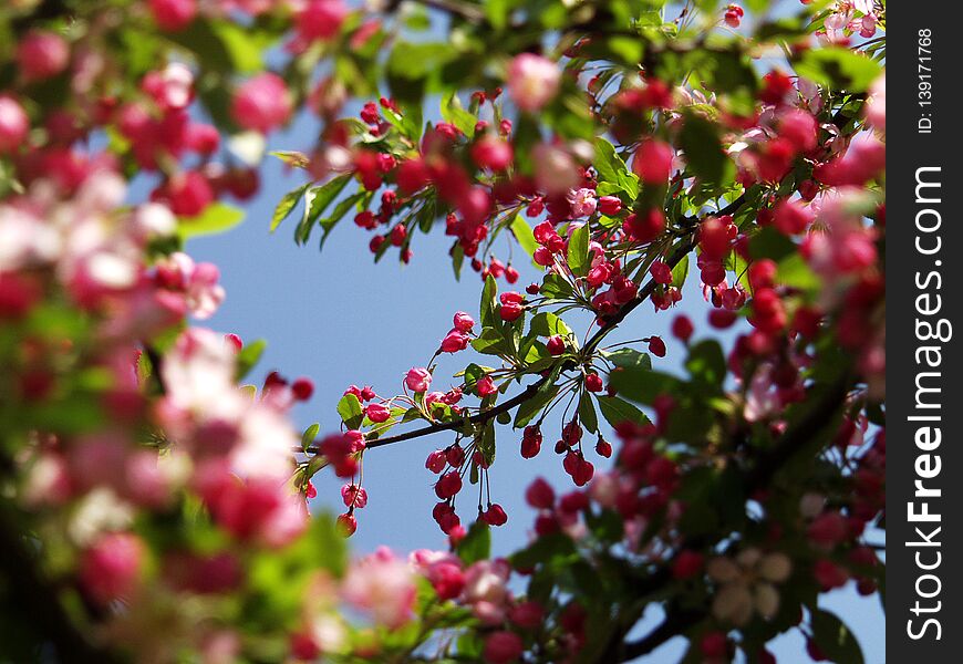 Pink and green spring blossom