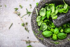 Fresh Organic Basil In Concrete Pestle Or Mortar Royalty Free Stock Image Fresh Organic Basil In Concrete Pestle Or Mortar Royalty Free Stock Image