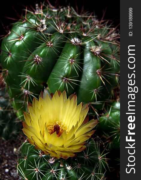 Beautiful blooming wild desert cactus flower CLOSE UP colors on pot