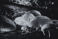Porcelain Fungus On Dead Wood - Macro Shot - Black And White Royalty Free Stock Photography