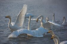 Fighting White Whooping Swans Royalty Free Stock Photography