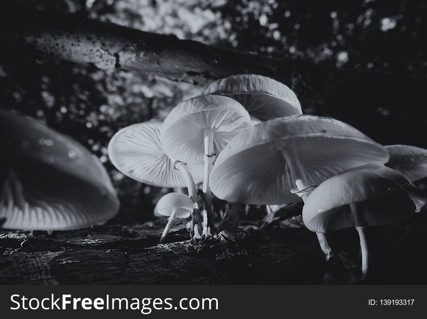 Porcelain Fungus On Dead Wood - Macro Shot - Black And White