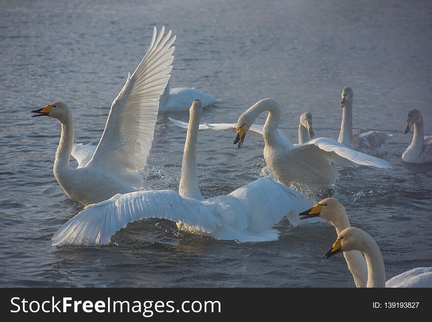 Fighting white whooping swans swimming in the nonfreezing winter lake. The place of wintering of swans, Altay, Siberia, Russia.