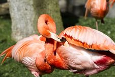 Flamingo Royalty Free Stock Images Flamingo Royalty Free Stock Images
