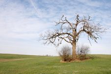 LOne Oak Tree (Spring) Stock Image
