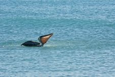 Pelican Is Floating On Sunny Day Royalty Free Stock Photo Pelican Is Floating On Sunny Day Royalty Free Stock Photo