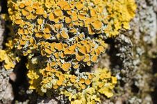 Yellow Lichen On A Tree Bark Royalty Free Stock Photos