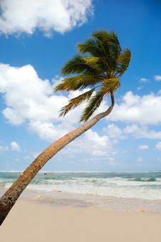 Palm On Exotic Beach Stock Photo Palm On Exotic Beach Stock Photo