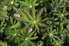 Dew On Lupine Leaves Royalty Free Stock Image