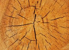 Cross Section Of Big Tree Trunk Stock Images