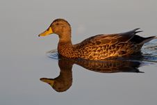 Yellow-billed Duck (Anas Undulata) On A Pond Stock Photo