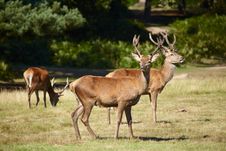 Bevy Of Royal Deer Royalty Free Stock Images Bevy Of Royal Deer Royalty Free Stock Images