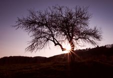 Silhouette Of Tree Stock Images