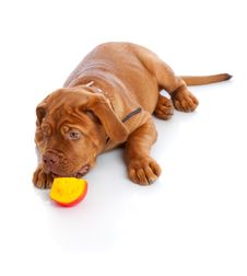 Puppy Of Dogue De Bordeaux (French Mastiff) Royalty Free Stock Photo