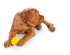 Puppy Of Dogue De Bordeaux (French Mastiff) Stock Photography