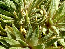 Succulent Plant Texture Stock Image Succulent Plant Texture Stock Image