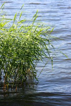 Reed Royalty Free Stock Photo Reed Royalty Free Stock Photo