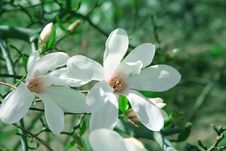 Magnolia Flowers Stock Images Magnolia Flowers Stock Images