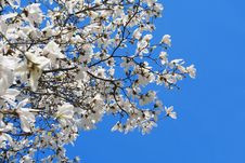White Magnolia Royalty Free Stock Images White Magnolia Royalty Free Stock Images