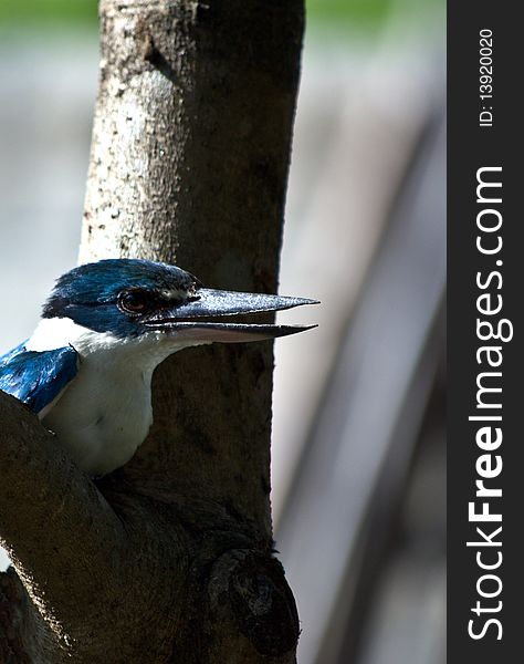 A white - collared kingfisher sitting in a mango branch, considered endangered to extinction. A white - collared kingfisher sitting in a mango branch, considered endangered to extinction.