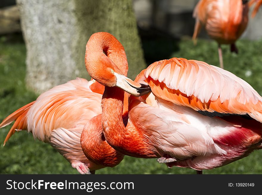 Flamingo portrait from ZOO, bird