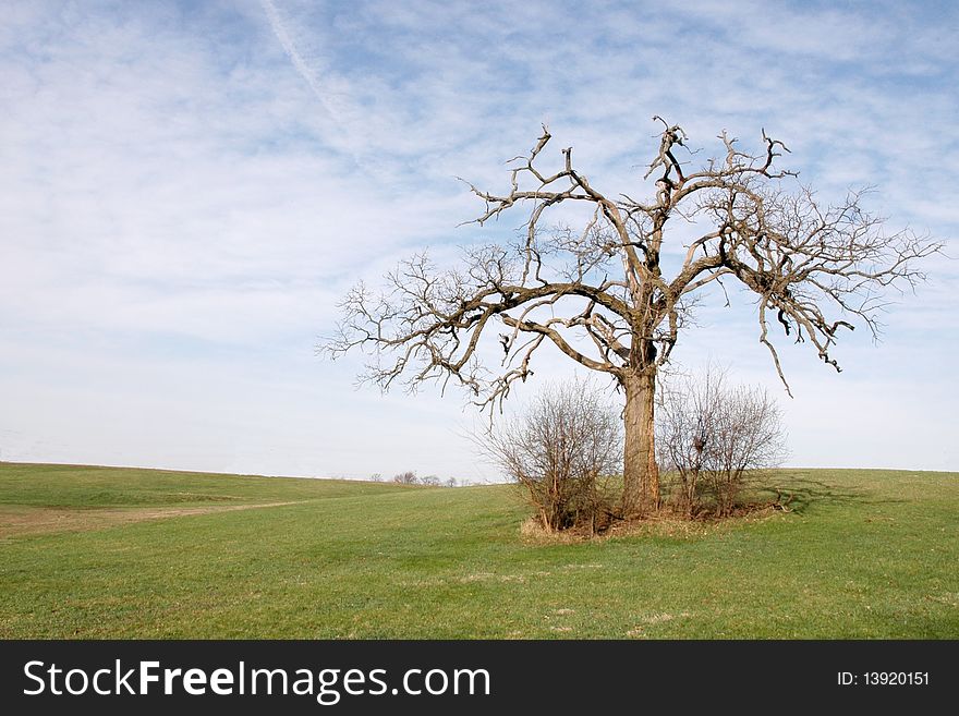 Lone oak tree at the beginning of spring. Lone oak tree at the beginning of spring.
