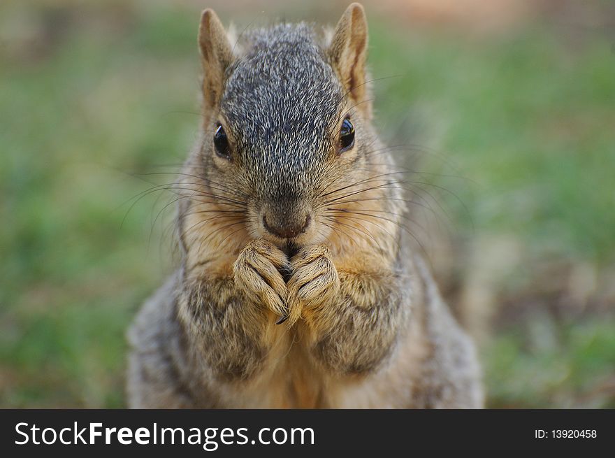 Closeup of squirrel feeding self. Closeup of squirrel feeding self