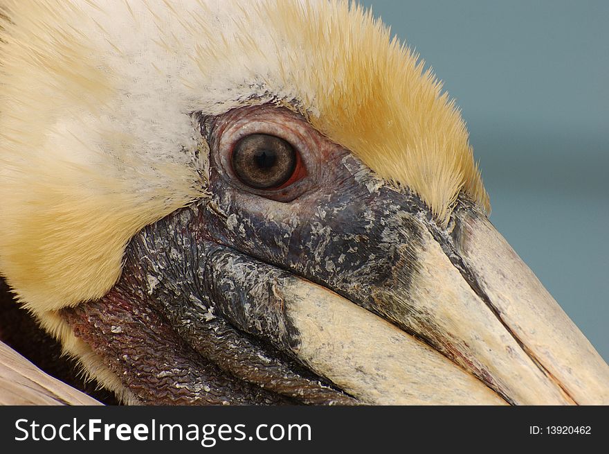 Closeup of brown pelican staring down at you