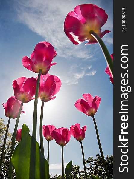 Bright Pink Tulips Against Blue Sky