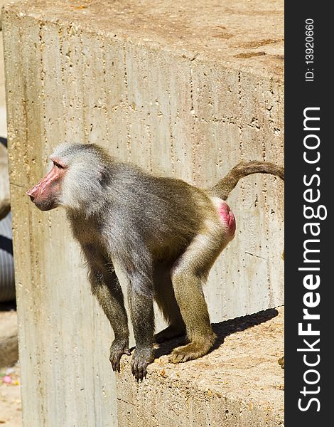 Baboon (Papio hamadryas ursinus), male