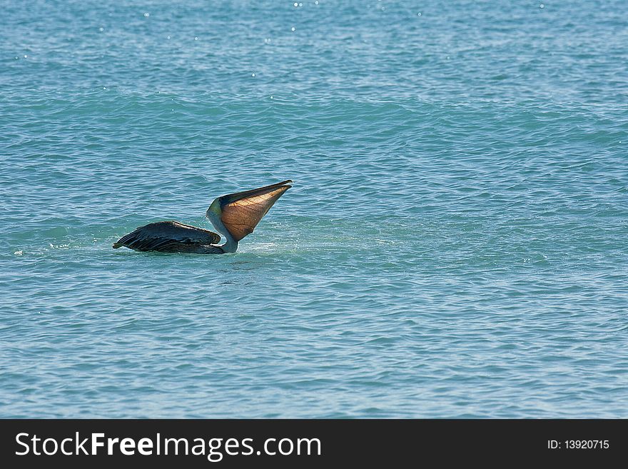 Caribbean sea. Pelican is floating on sunny day