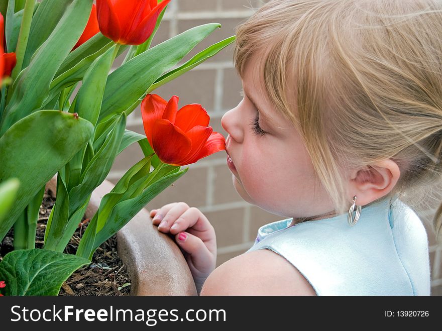 Little girl sniffing a spring red tulip.