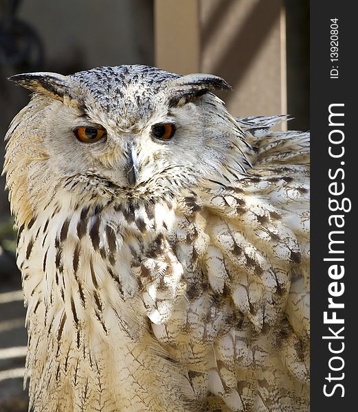 Owl portrait with nice textures and eyes