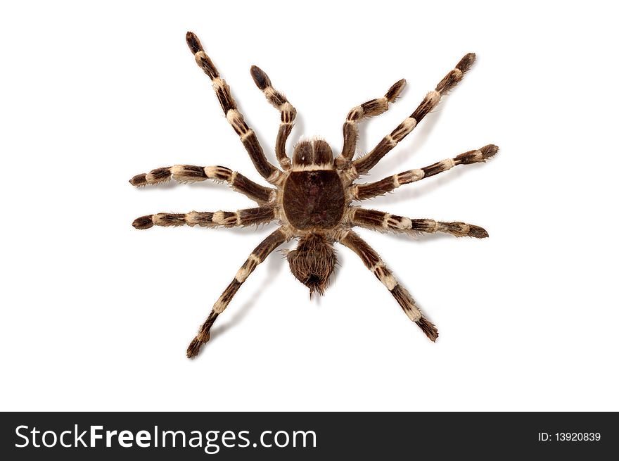Brachypelma Smithi Mexican Redknee bird spider tarantula Isolated with clipping path on white background