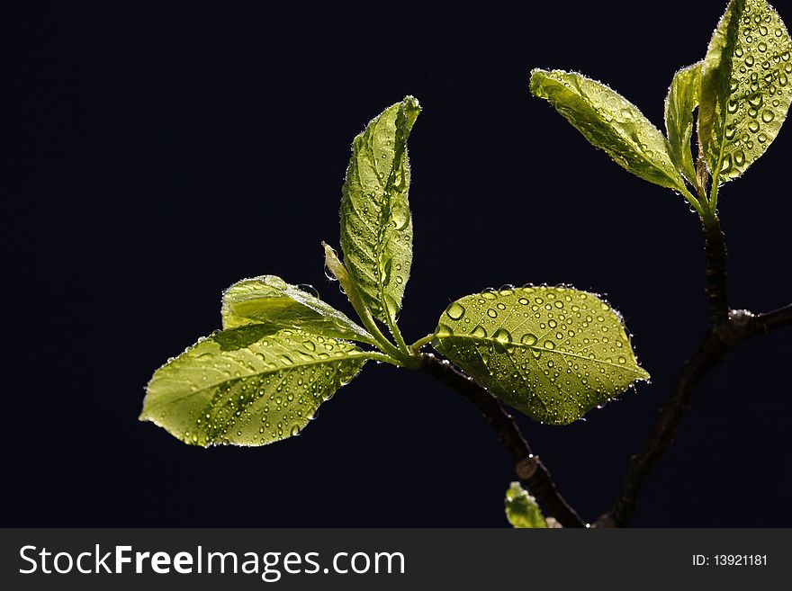 Fresh nature in the springtime