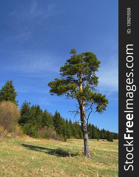 A pine tree with the forest on the background. A pine tree with the forest on the background