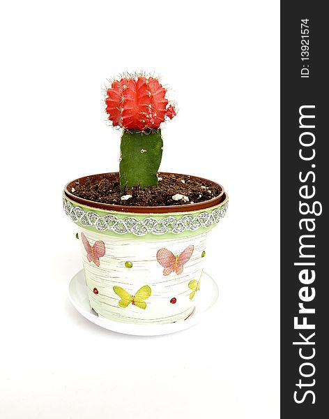 Cactus and hand made pot