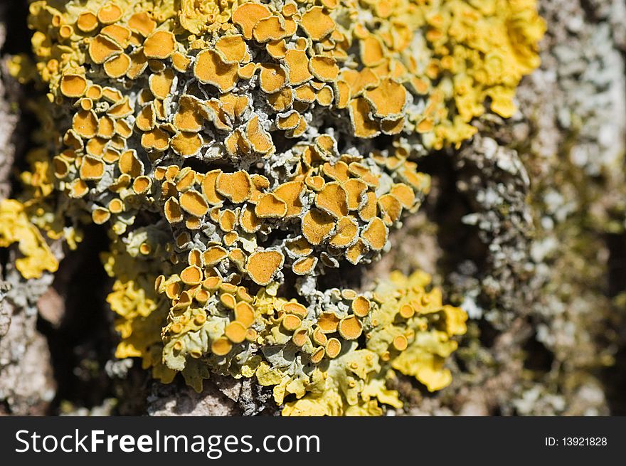 Yellow lichen on a tree bark