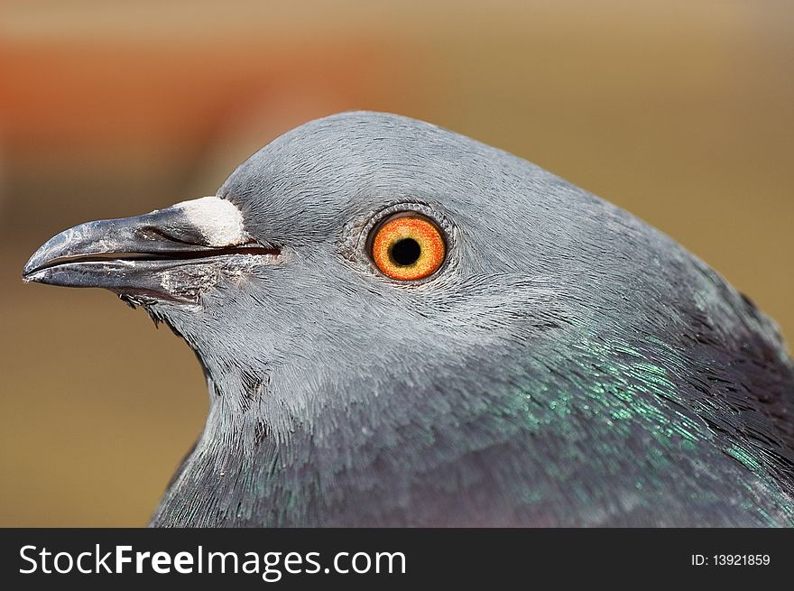 Pigeon head of profile in closeup