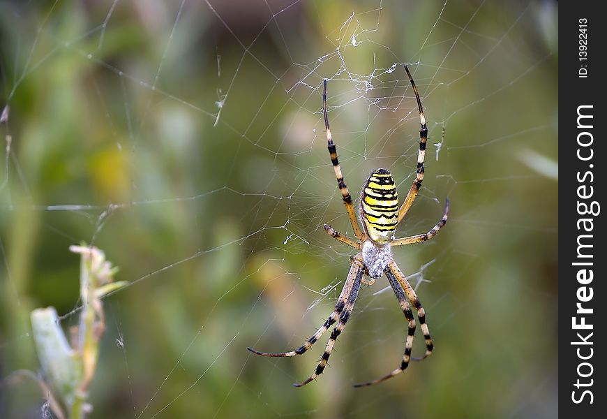 All spiders are hunters, they eat onto different insects