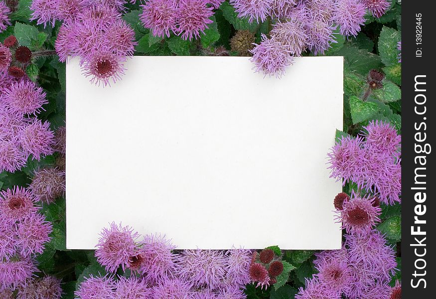 A card blank on the flowers