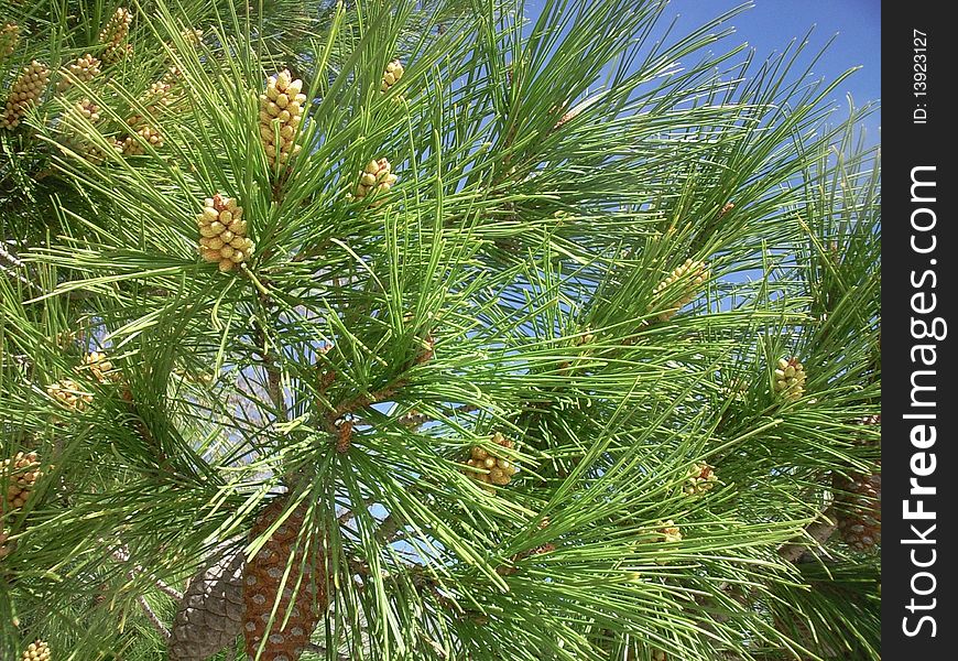 Detail of pine cone on a branch