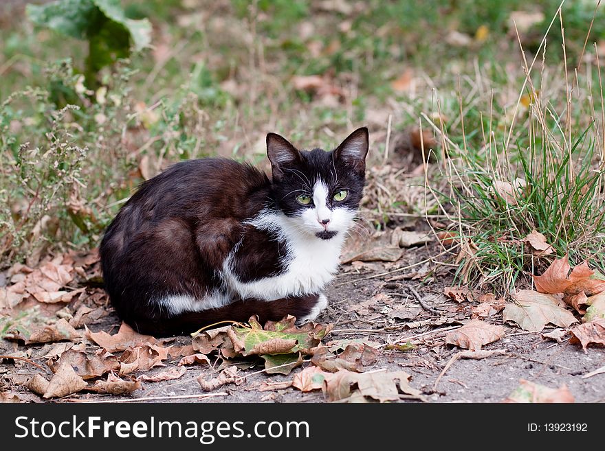 Spotty young cat sitting on the road