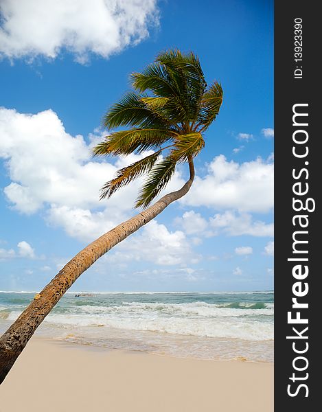 Palm hanging over exotic caribbean beach with the coast in the background. Palm hanging over exotic caribbean beach with the coast in the background.